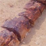 petrified forest
